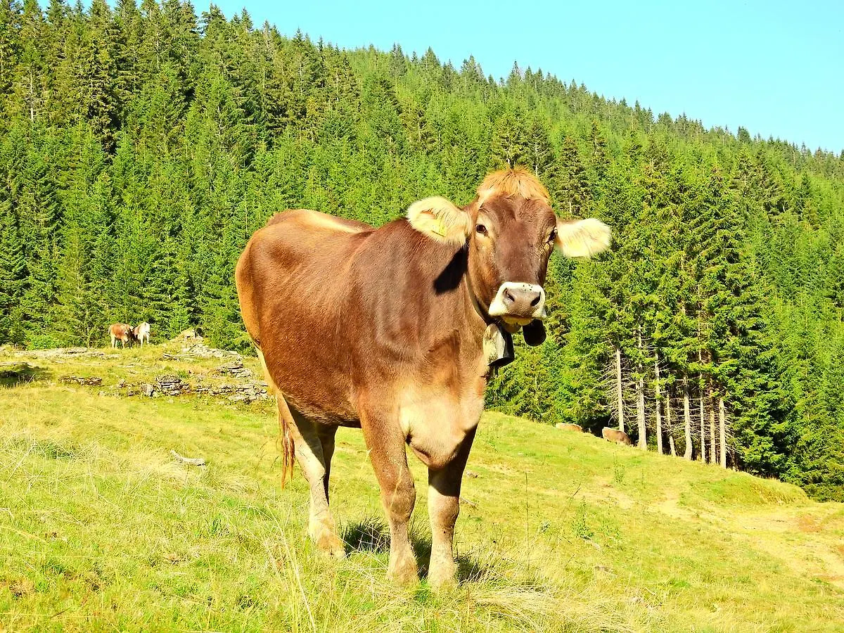 Ferienwohnungen Am Schlossberg Oberstaufen